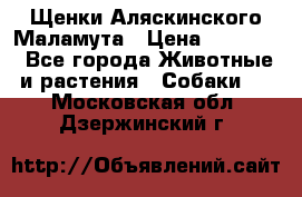 Щенки Аляскинского Маламута › Цена ­ 10 000 - Все города Животные и растения » Собаки   . Московская обл.,Дзержинский г.